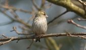 siskin3~0.jpg