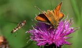 Filename=skipper-and-hoverfly.jpg
Filesize=69KiB
Dimensions=700x415
Date added=Aug 02, 2009 skipper-and-hoverfly.jpg
