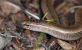 slow-worm.jpg