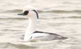 Filename=smew.jpg
Filesize=44KiB
Dimensions=600x364
Date added=Mar 11, 2007 smew.jpg