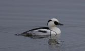 Filename=smew6.jpg
Filesize=40KiB
Dimensions=600x358
Date added=Dec 08, 2007 smew6.jpg