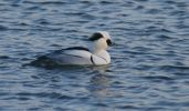 smew~1.jpg