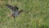 snipe_in_flight2.jpg