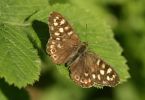 speckled_wood.jpg