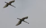 spoonbills2_copy.jpg