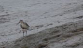 Filename=spotted-redshank.jpg
Filesize=66KiB
Dimensions=700x405
Date added=Oct 19, 2009 spotted-redshank.jpg