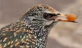 starling_portrait.jpg