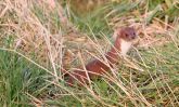 stoat2.jpg