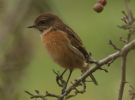 stonechat2.jpg