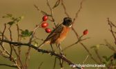 stonechat4.jpg