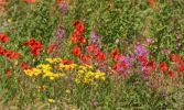 Filename=summer_colours.jpg
Filesize=116KiB
Dimensions=680x407
Date added=Jul 10, 2008 summer_colours.jpg