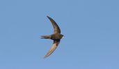 swift3b.jpg