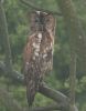 tawny-owl.jpg