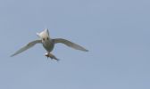 tern-with-fish.jpg