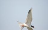 Filename=tern.jpg
Filesize=19KiB
Dimensions=600x374
Date added=Jun 02, 2007 tern.jpg
