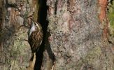 treecreeper2.jpg