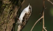 treecreeper2~0.jpg