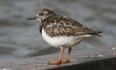 turnstone-humberston.jpg