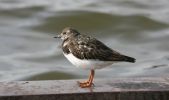 turnstone2b.jpg