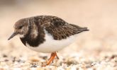 turnstone2~1.jpg