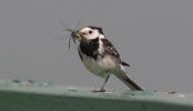 wagtail4.jpg