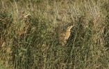 waters-edge-bittern.jpg