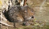 watervole3.jpg