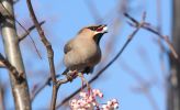 waxwing3.jpg