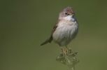 whitethroat2~1.jpg