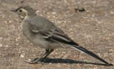 youngwagtail.jpg