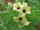 Henbane_June_07.JPG