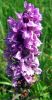 Copy_copy_of_IMG_2957.JPG