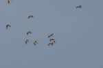 Filename=AGP_flight.jpg
Filesize=6KiB
Dimensions=600x400
Date added=Oct 15, 2007 AGP_flight.jpg