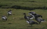 Black_Brant_Frampton_Marsh_1.JPG