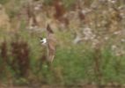 Collared_Pratincole_upperside_flight_view__crop_(Paul_French).JPG