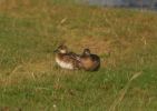 Garganey_crop.jpg