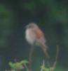 Filename=Gib-red-back-shrike.jpg
Filesize=24KiB
Dimensions=500x514
Date added=Jun 13, 2009 Gib-red-back-shrike.jpg