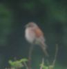 Gib-red-back-shrike.jpg