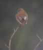 Filename=Gib-red-back.jpg
Filesize=24KiB
Dimensions=500x585
Date added=Jun 13, 2009 Gib-red-back.jpg