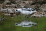 Filename=Grey_phalarope_Marsh_Farm_1.jpg
Filesize=28KiB
Dimensions=600x400
Date added=Oct 04, 2007 Grey_phalarope_Marsh_Farm_1.jpg