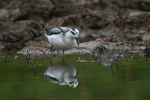 Filename=Grey_phalarope_Marsh_Farm_2.jpg
Filesize=27KiB
Dimensions=600x400
Date added=Oct 04, 2007 Grey_phalarope_Marsh_Farm_2.jpg