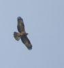 Filename=Honey_Buzzard_dark_juv_2.jpg
Filesize=33KiB
Dimensions=526x554
Date added=Sep 21, 2008 Honey_Buzzard_dark_juv_2.jpg