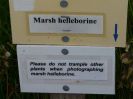 Marsh_Helliborine_no_trampling_sign_.JPG