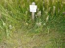 Marsh_Helliborine_trampling_2.JPG