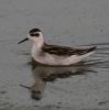 Filename=R-n_Phal_Freiston_1.jpg
Filesize=56KiB
Dimensions=556x560
Date added=Sep 21, 2008 R-n_Phal_Freiston_1.jpg
