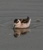 Filename=R-n_Phal_Freiston_2.jpg
Filesize=35KiB
Dimensions=412x470
Date added=Sep 21, 2008 R-n_Phal_Freiston_2.jpg