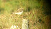 Water_Pipit_Witham_Mouth.jpg