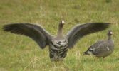 Filename=White-fronted_geese_(Paul_French).JPG
Filesize=47KiB
Dimensions=519x310
Date added=Jan 02, 2009 White-fronted_geese_(Paul_French).JPG