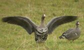 White-fronted_geese_(Paul_French).JPG