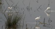 Filename=3_little_egrets.jpg
Filesize=76KiB
Dimensions=700x371
Date added=Aug 19, 2007 3_little_egrets.jpg